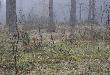 03.04.11 Oto pierwszy widok;) 3 m�j zrzut w tym sezonie,a 1 w moich lasach! chodz� od stycznia po tych terenach i w ko�cu co� znalaz�em;) I to konkret:):):)!!!
