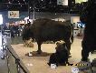�ubr-Expo Silesia