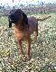 Na pocz�tku czerwca spodziewamy si� szczeniaczk�w. Ojciec - Flet z Wilczewskich Wydm. tel. 888 828 375.