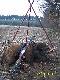 Wsp�lny wyjazd na polowanie z bratem Rajmundem zako�czony tym oto dziczkiem.DARZ B�R Kemor 21
