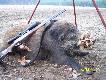 Po strzale na sp�znionom komore znalaz�em go po 70metrach od strza�u...kula 30-06  11,7 g sierra.Darz B�r...