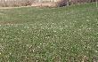 2 Niedzielny zrzut 10.04.11 po 5min od pierwszego,le�a� 20m dalej