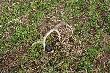 4-rty zrzut 10.04.11 od 10-taka malutki waga 0.60kg. Le�a� 600m od pierwszych 3 na tej samej ��ce..! :)