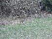 Przed loch� wysz�a koza