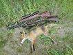 lisek 180m, stoj�c od s�upka Anshutz 1740, kula federal