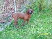 gdy odszed� Tiko postanowi�em spr�bowa� wsp�pracy z posokowcem...i tak zago�ci� w mym domu CEZAR Z AUGUSTOWSKICH LAS�W