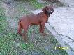 CEZAR Z AUGUSTOWSKICH LAS�W. Ma ju� p� roku.