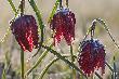 Poranne mro�onki