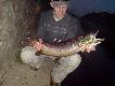 Pierwsza Troc wedrowna w tym sezonie  62 cm.