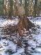 Lasy Rad�owskie 05.03.2011