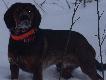 Tofi syn Udo SforaVenatora i Kory od kol. Nietykalnego.fajnie g�osi " trupa "