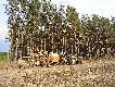 Moja nowa ,,LALUNIA" ambona,kt�r� zrobi�em i postawi�em w dniu 26.04.2011r. w Puszczy Noteckiej w rejonie M�yka.Polecam tak� form� transportu i stawiania ambon.