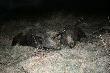 Dwa wycinki o wadze odpowiednio oko�o 55 i 65 kilogram�w