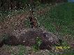Po komorowym strzale,bez kropli farby,uszed� ok.70m...kal.308W....kulka cz.sierra 11,7g...