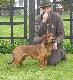 BOCK MERKEL z Kojca Diany M�.Ch.Pl 
Wystawa 03.05.2011 oc. doskona�a, CWC Zwyci�stwo Rasy 