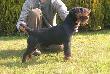 GALL von Kleinem Fluss
Osignicia:
-Champion Polski
-zawsze doskonay
-2 x zwycizca modziey
-2 x CAC
-5 x CWC
-CACIB
-7 x najlepszy dorosy pies w rasie
-3 x zwycizca rasy (BOB)
-zwycizca klubu NTM 2011
-MSBL JGDT II.c.
-MSBL JGDT 2 x I.c. CACIT ( Wniosek na Miedzynarodowego Championa Pracy )