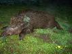 drugi przelatek m�ski pad� w ogniu-kula czeska11.7g -moja knieja j� lubi .....