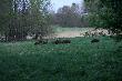 Hubert jak na razie Darzy!!! Wychodz�  z za winkla, a tu moim oczom ukaza�a si� ca�kiem niema�a wataha dzik�w, wszystkich nie z�apa�em, bo reszta by�a z prawej strony za krzakami. Jednego zabra�em do domu :-)