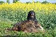 Hubert zn�w by� �askaw. W nocy po strzale dzik wszed� w rzepak, dzisiaj Borys go odnalaz� i od razu zapomnia�, �e jest stary.
