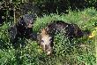 Na tym zdj�ciu lepiej wida� jaki dzik by� kolorowy. A Borys �piewa...