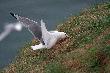 Bempton Cliffs
