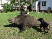 3 dzik w tym sezonie, wycinek waga 105kg strza� za s�uch. Or� na kolejnym zdj�ciu. 10.05.2011r. Rokicie kukurydza (dziupla).