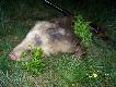 13.05 -�w. Hubert obdarowa� mnie  �aciatym przelatkiem.Waga 40 kg -jest to 14 dzik strzelony z podchodu o godz.23.00.Darz B�r....