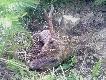 Potr�cony przez samoch�d, niestety jeden parostek u�amany przy r�y a drugi oderwany z kawa�kiem czaszki...