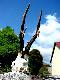 pierwszy kozio�ek w tym sezonie, waga tuszy 19kg. 12.05.2011r (b�benki n.Wis��)