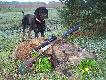Dzi�ki Zulusowi  odnalaz�em tego przelatka.Jest to 15 dzik  sezonu,.My�l� �e dobry pies to podstawa my�listwa..Waga w skupie 29kg.Strza� z podchodu na 50 metr�w.Dzi�ki �w.Hubercie..