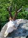 D�browa Namys�owska 15-05-2011r.