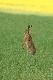 Dzisiejszy dzie� og�aszam Dniem Zaj�ca;-))