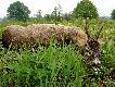 drugi kozio� w tym sezonie, waga tuszy 19kg.  15.05.2011r M�tk�w (tereny zalewowe). http://www.youtube.com/watch?v=dNj42elezAU
