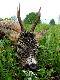 drugi kozio� w tym sezonie, waga tuszy 19kg.  15.05.2011r M�tk�w (tereny zalewowe). http://www.youtube.com/watch?v=dNj42elezAU