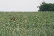 NR 3  kolejny strza� planowany z 223