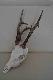 D�u�szy parostek 27 cm, waga 380gr.