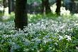 Kwitn�cy czosnek nied�wiedzi w Rezerwacie Wilcze