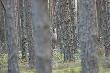 i wyciera� parostki