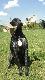 Pucharek z Miedzynarodowych FIELD Trials-�w w Pabianicach. 10/10 pkt, lokata 1/6, Tytu� TRIALERa, CPC i CACIT...... :) 