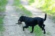 Pies spotkany na terenie Ko�a �owieckiego "Szarak" nr. 28 W�growiec Obw�d 88 Gmina Go�a�cz.