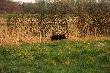 obudzi�em towarzysza , kt�ry spa� w  trzcinach.
