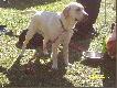 labrador�w zawsze jak mr�wek