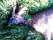 trzeci kozio� w tym sezonie, waga tuszy 14kg. Odleg�o�� strza�u ok. 130m. 31.05.2011r M�tk�w (stare stawy) 