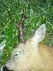 pierwsze wyj�cie w tym sezonie.�smak nieregularny,wiek na pierwszy rzut oka powy�ej 5 lat 