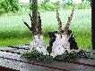 PORANNY I WIECZORNY PODCH�D