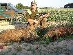 Podobno kto rano wstaje... Podchodzi�em je z 400m na polu pszenicy.doszed�em na 40 krok�w.By�o ich 7 z du�� loch� przelatki p�ci od lewej m�ski i �e�ski dziki numer 5 i 6 moje pierwsze dziki strzelone rano :)