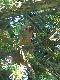 (fota telefonem robiona)  ,   w przedwojennych publikacjach nazywana by�a   " tanecznic� le�n� " :-)