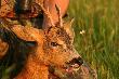 Po�egnanie kozio�ka... http://media.lowiecki.pl/zdjecia/wyswietl.php?nr=286071&dszer=605&dwys=402&nocount=