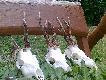 Efekt go�cinnych wyst�p�w, wszystkie rogacze selekcyjne i jak to bywa bezapelacyjnie w ostatnim poro�u. 