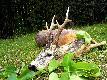 O poranku ten sam my�liwy strzeli� rogacza �ownego.